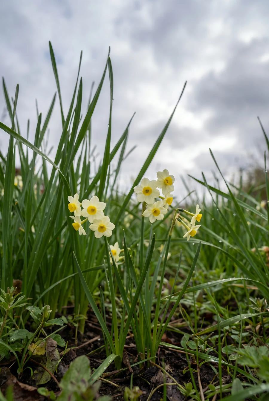 Narcissus Minnow — in de tuin