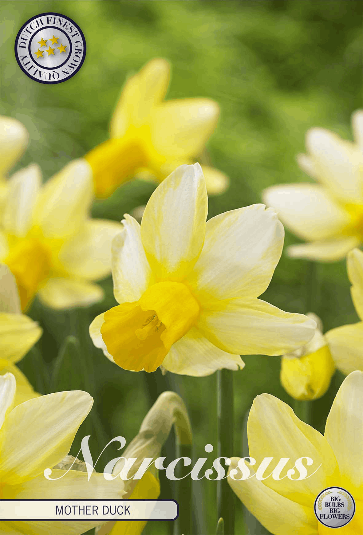 Narcissus Mother Duck