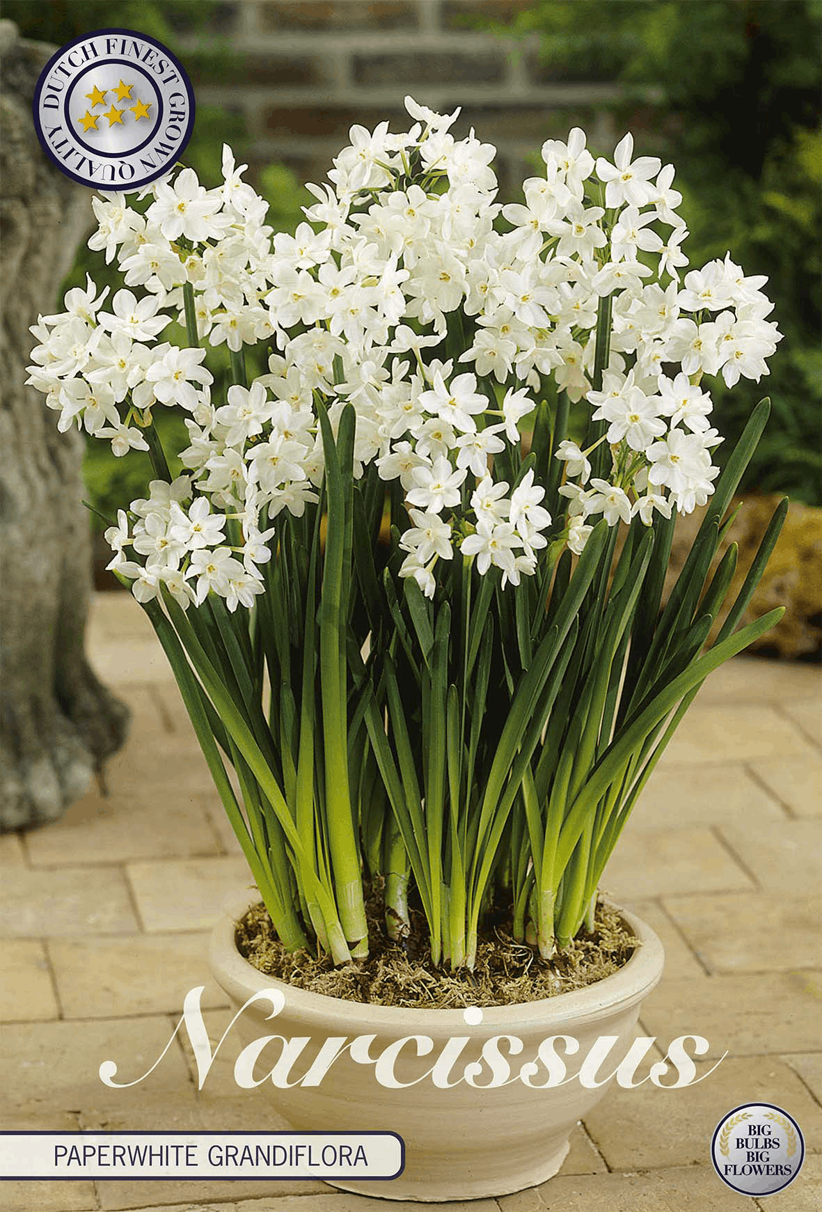 Narcissus Paperwhite Grandiflora