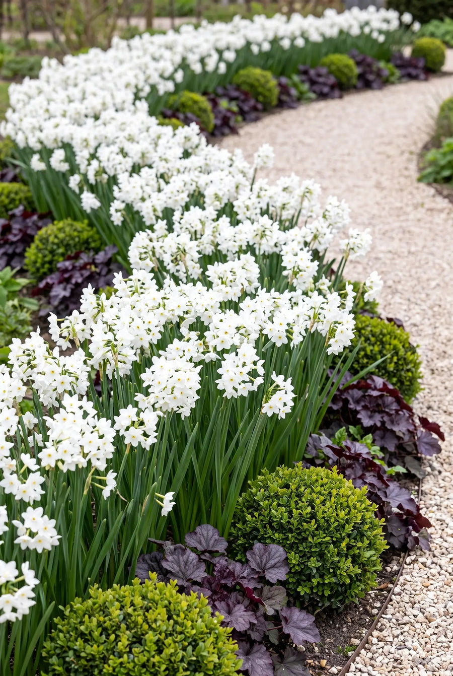 Narcissus Paperwhite Grandiflora — groep in de tuinborder