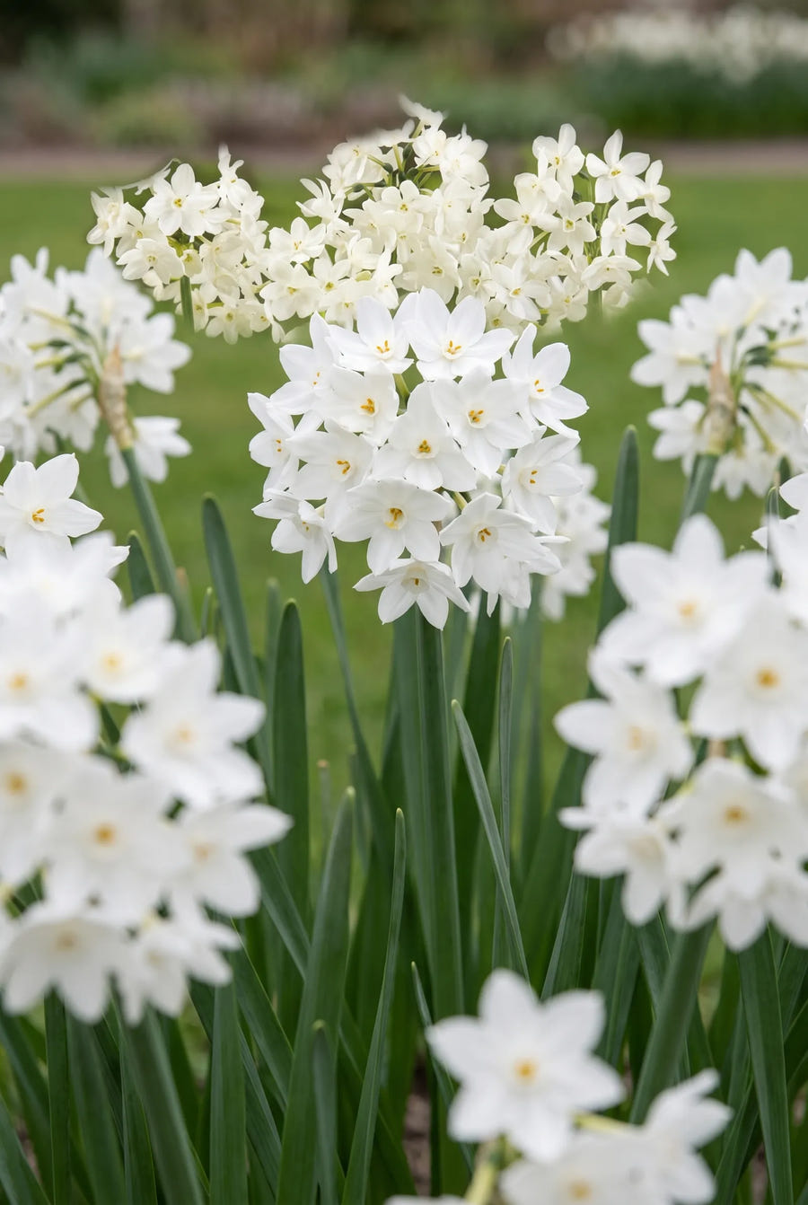 Narcissus Paperwhite Grandiflora — in de tuin