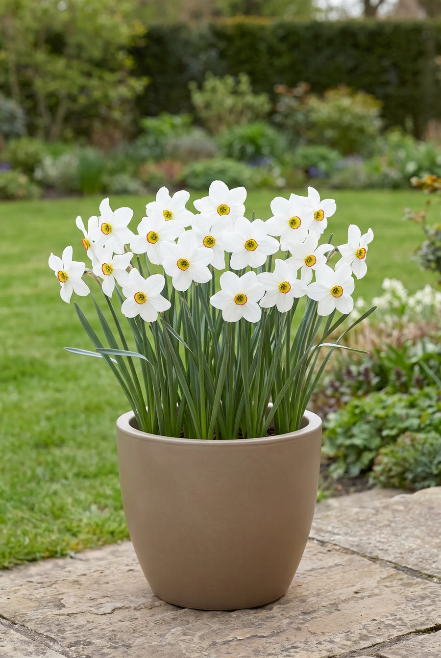 Narcissus Recurvus — in pot op terras