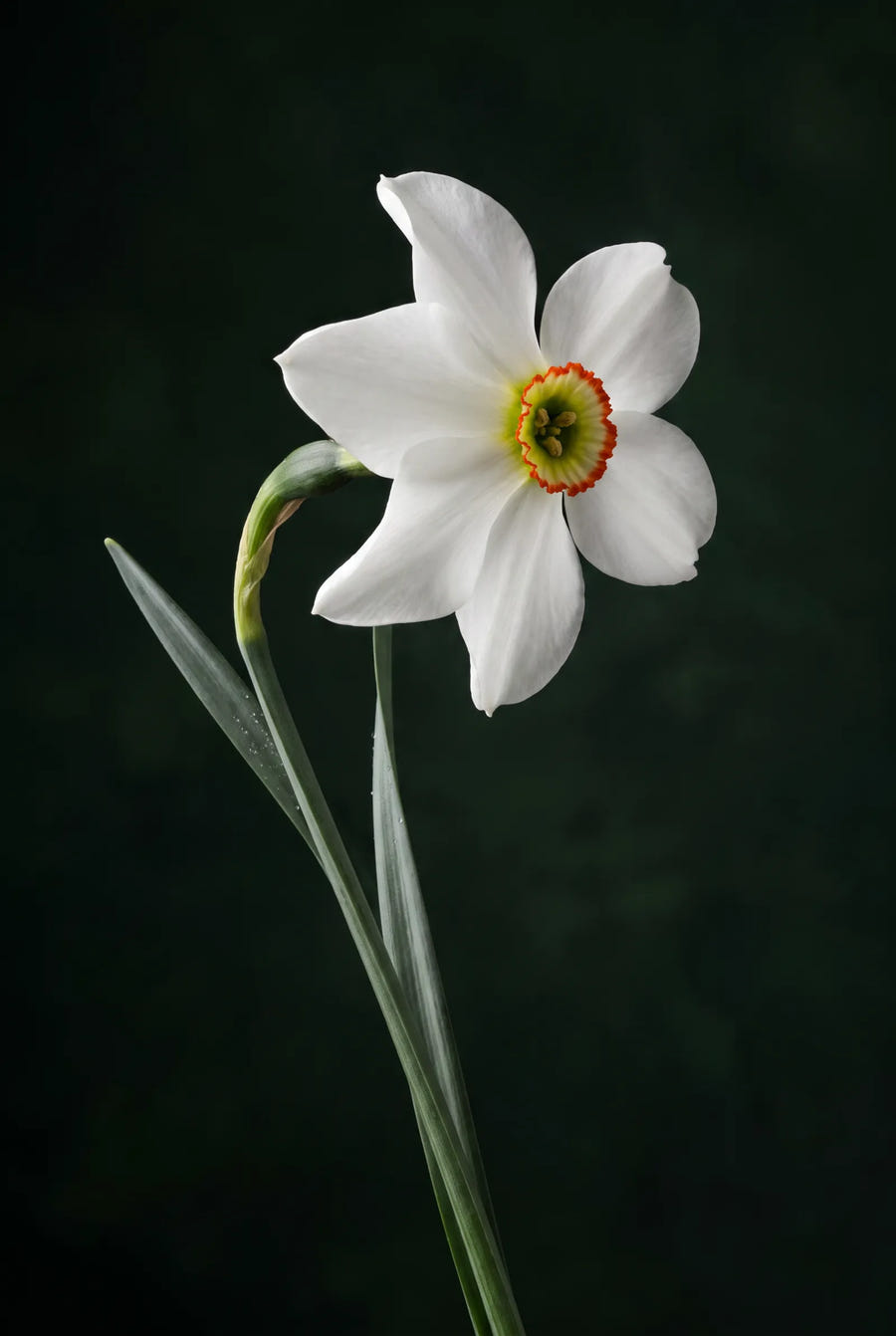 Narcissus Recurvus — sfeerbeeld