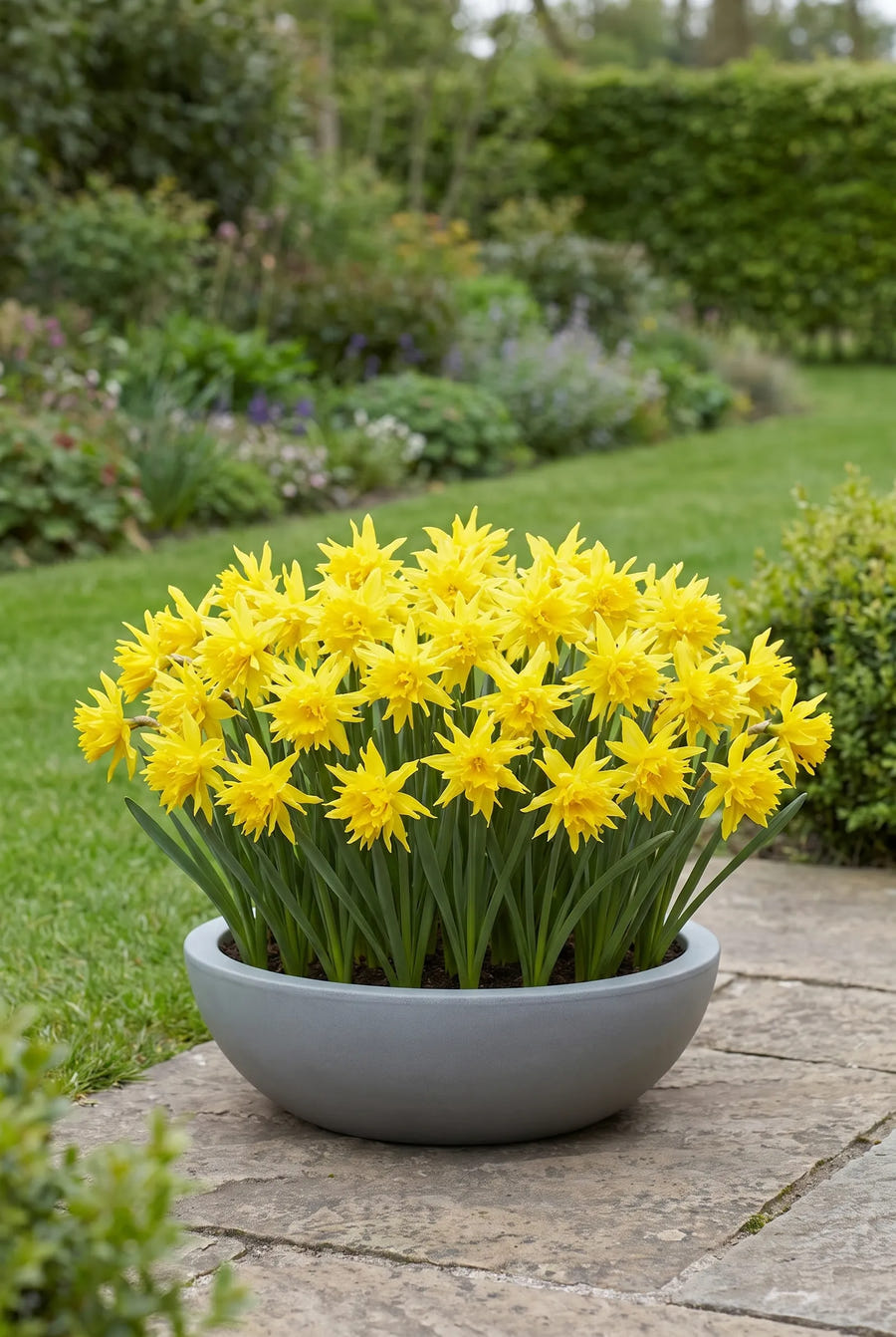 Narcissus Rip van Winkle — in pot op terras