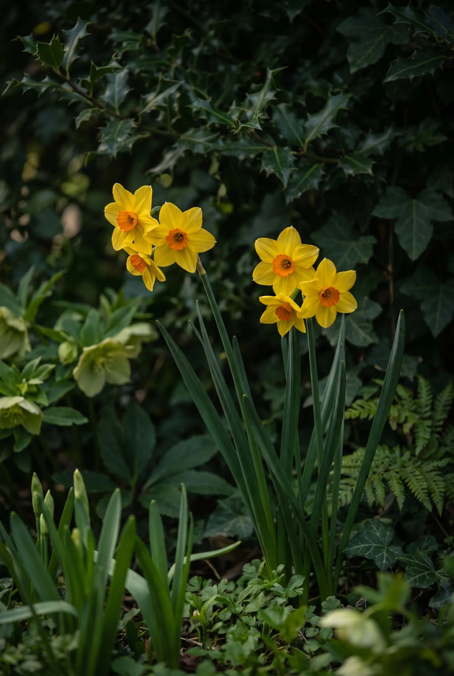 Narcissus Suzy — sfeerbeeld