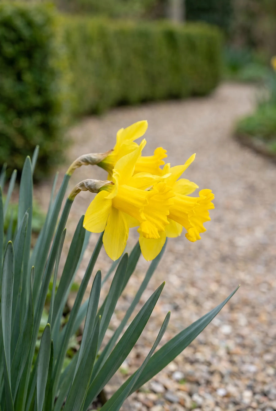 Narcissus Tête à Tête — close-up van de bloem
