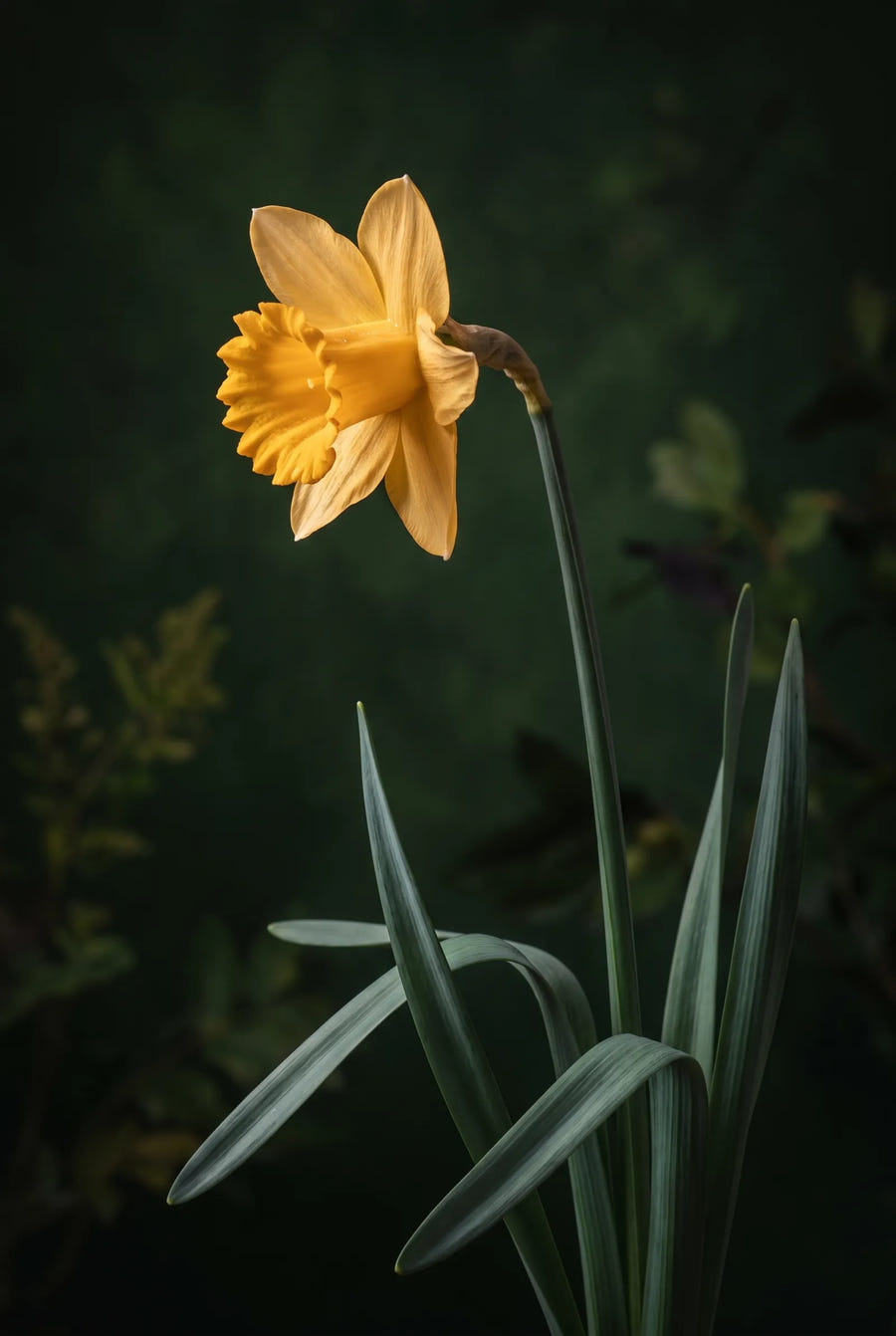 Narcissus Tête à Tête — sfeerbeeld
