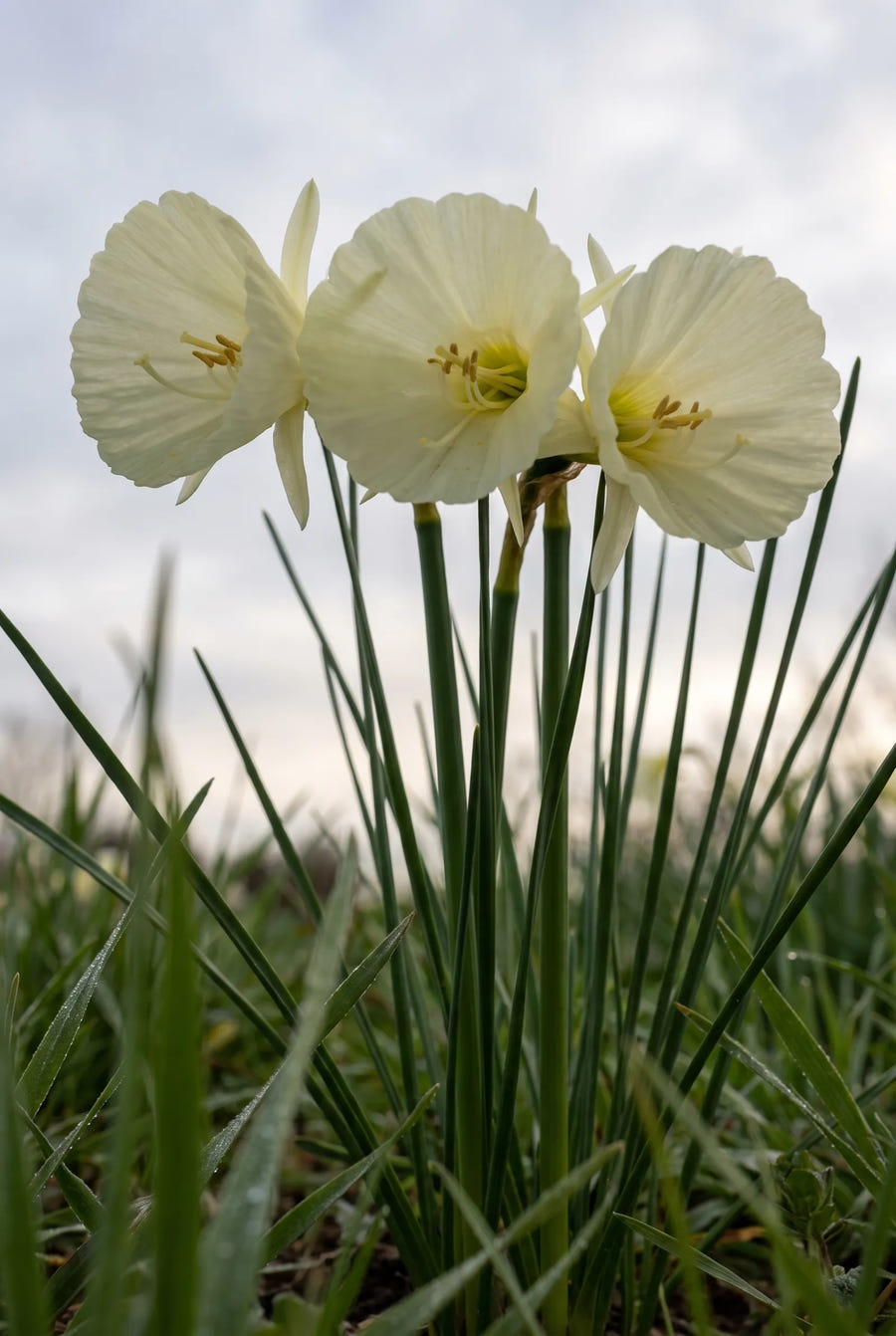 Narcissus White Petticoat — in de tuin