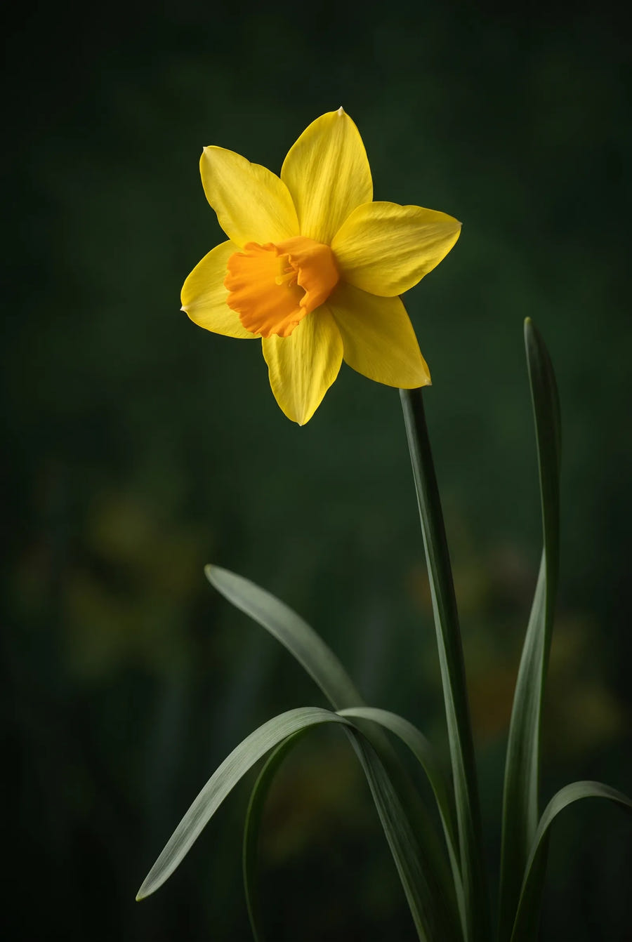 Narcissus Botanical Mixed — sfeerbeeld