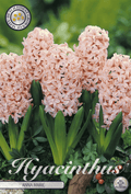 Hyacinthus Anna Marie