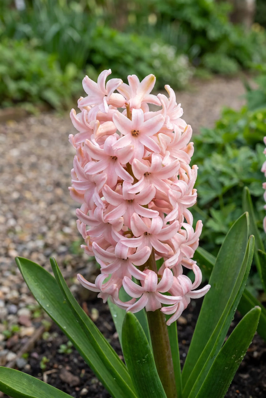Hyacinthus Anna Marie — close-up van de bloem