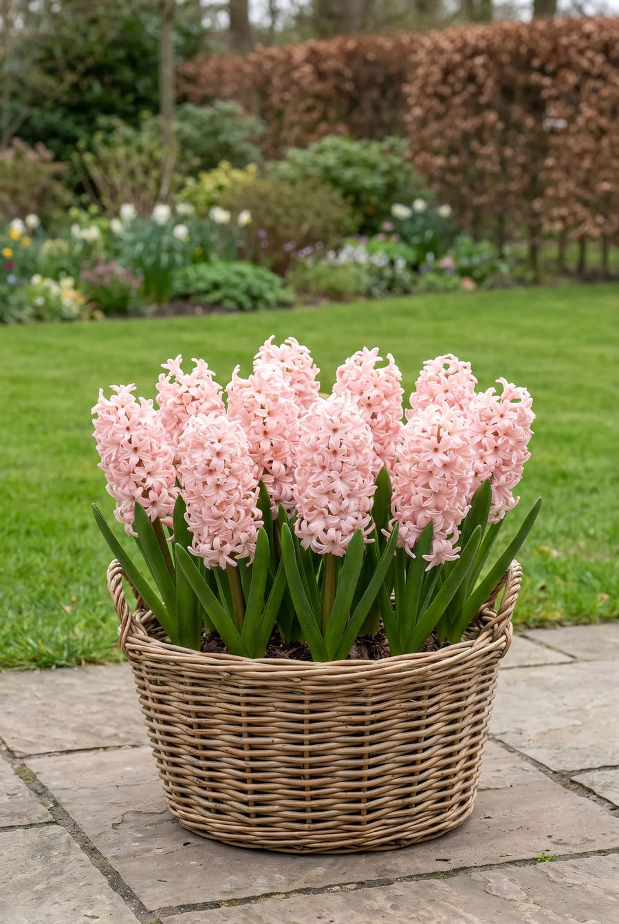 Hyacinthus Anna Marie — in pot op terras