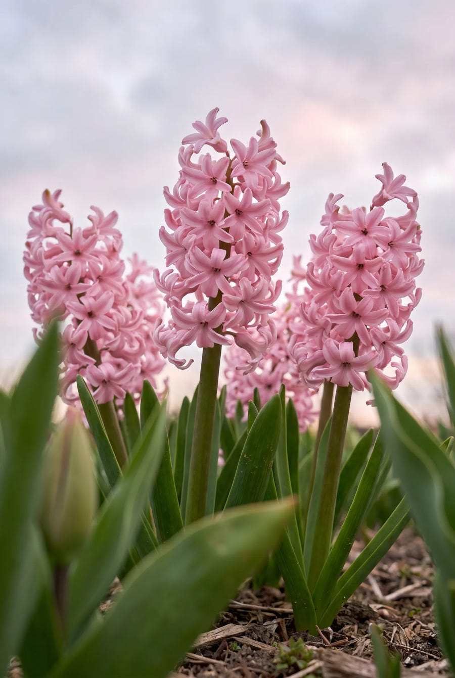 Hyacinthus Anna Marie — in de tuin