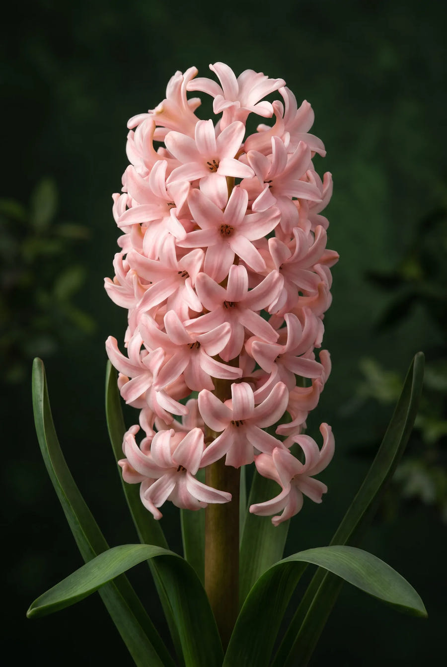 Hyacinthus Anna Marie — sfeerbeeld