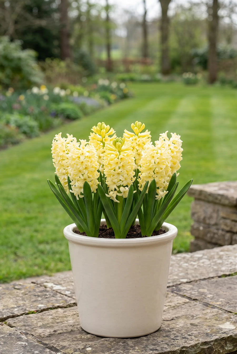 Hyacinthus City of Haarlem — in pot op terras