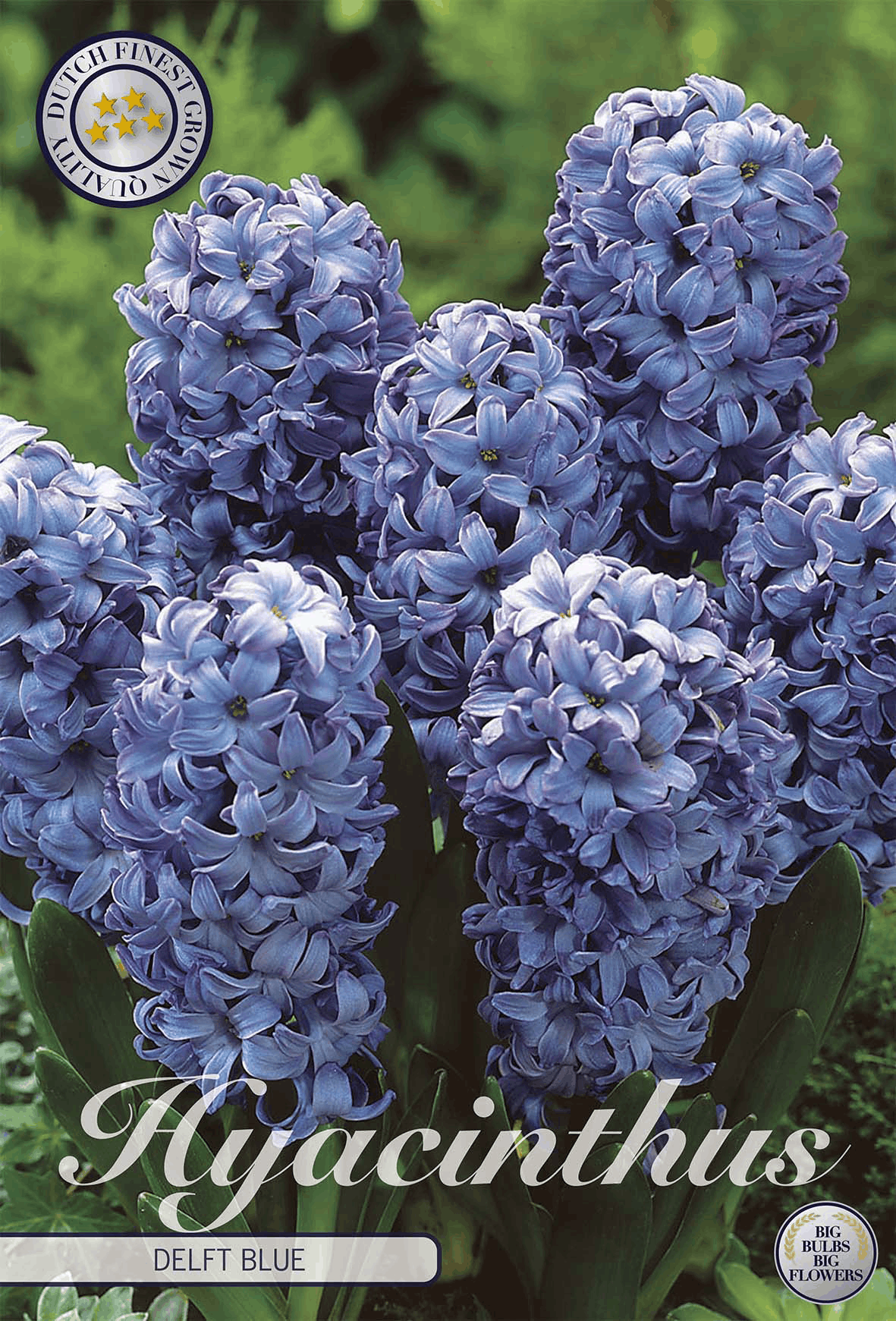 Hyacinthus Delft Blue