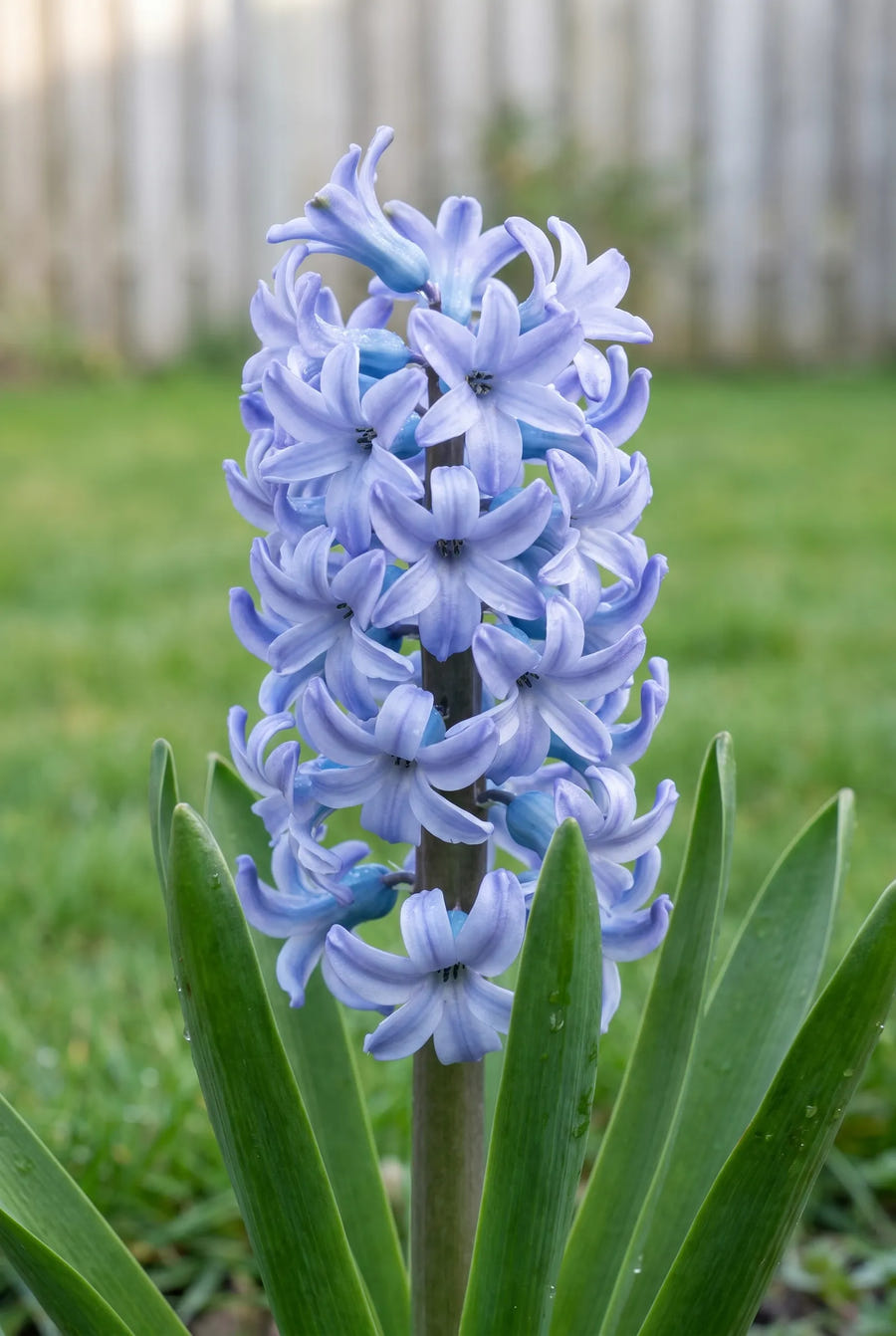 Hyacinthus Delft Blue — close-up van de bloem