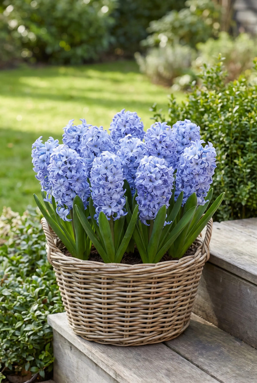Hyacinthus Delft Blue — in pot op terras