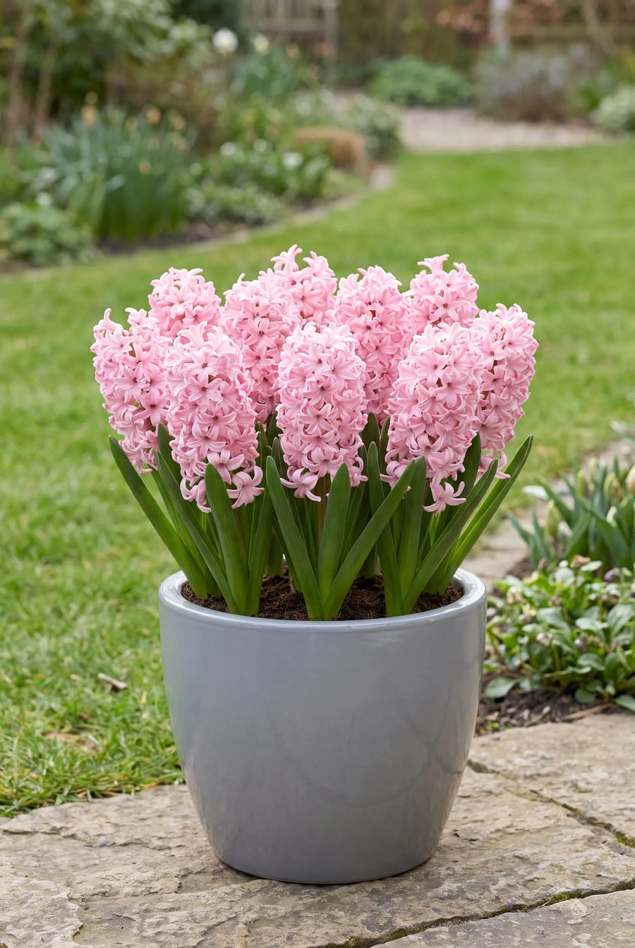 Hyacinthus Fondant — in pot op terras