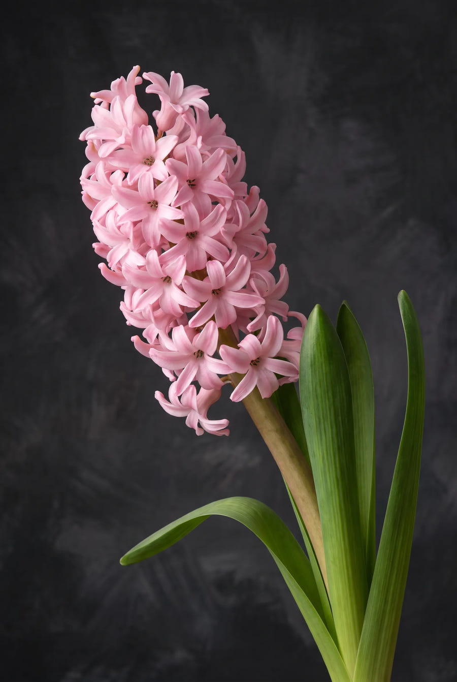 Hyacinthus Fondant — sfeerbeeld
