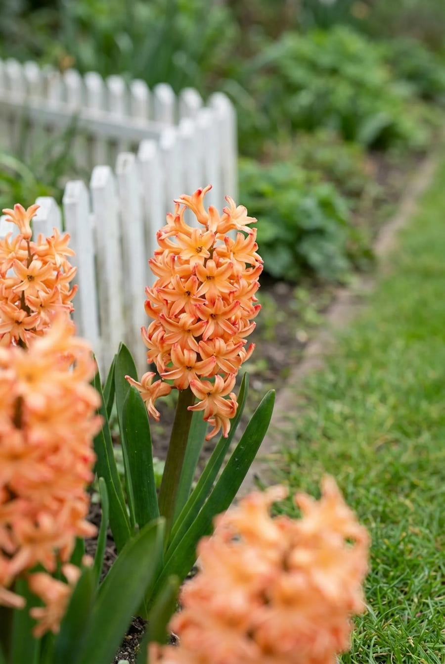 Hyacinthus Gipsy Queen — in de tuin