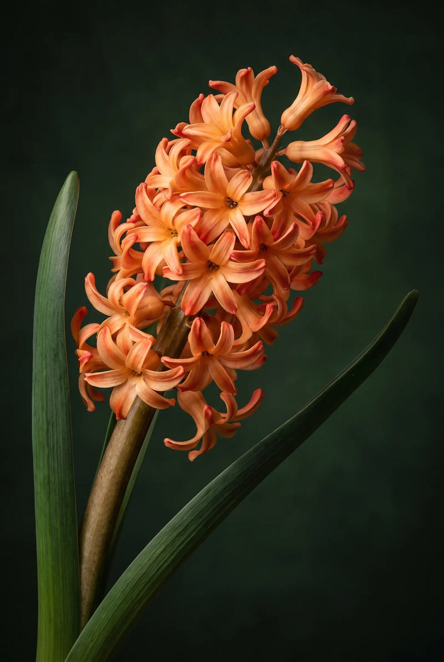 Hyacinthus Gipsy Queen — sfeerbeeld