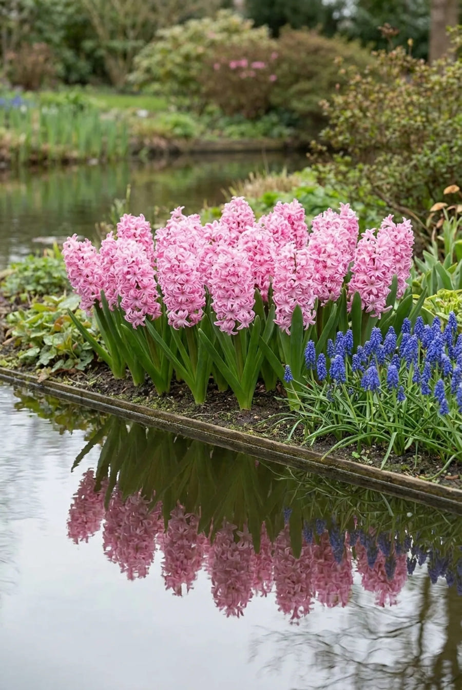 Hyacinthus Pink Pearl — groep in de tuinborder