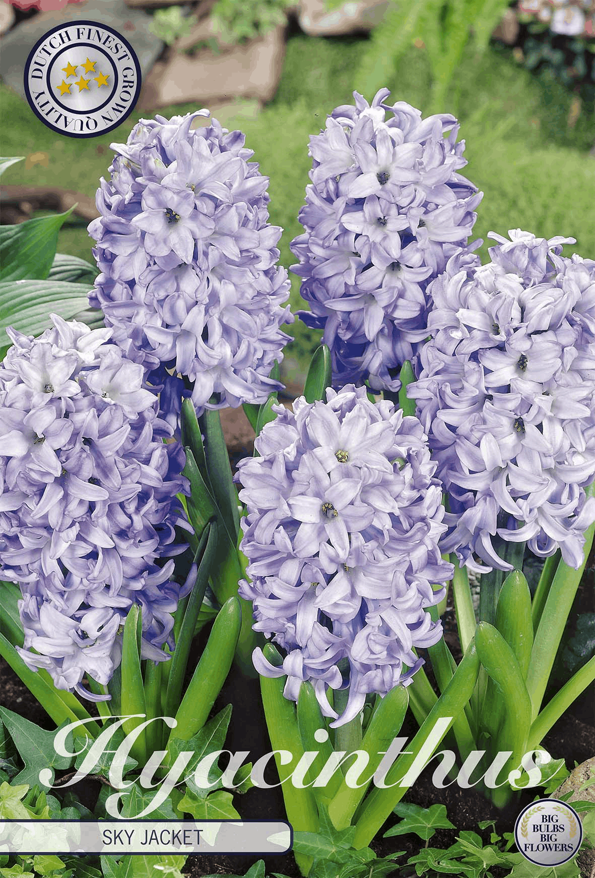Hyacinthus Sky Jacket