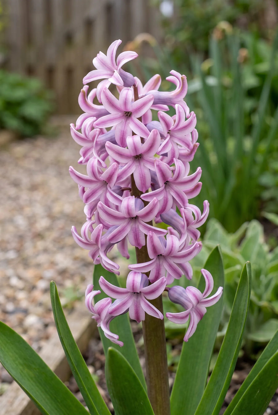 Hyacinthus Splendid Cornelia — close-up van de bloem