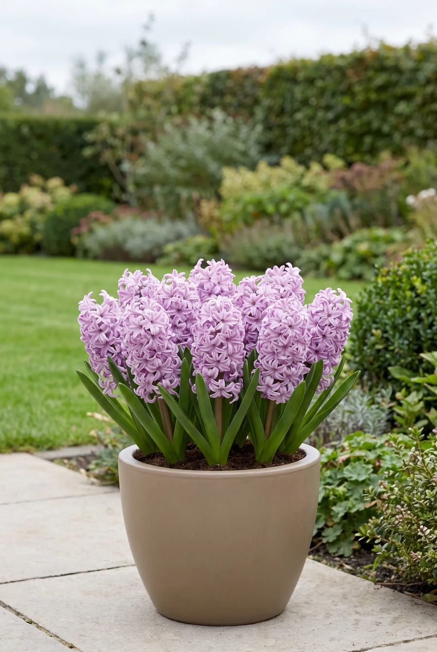 Hyacinthus Splendid Cornelia — in pot op terras