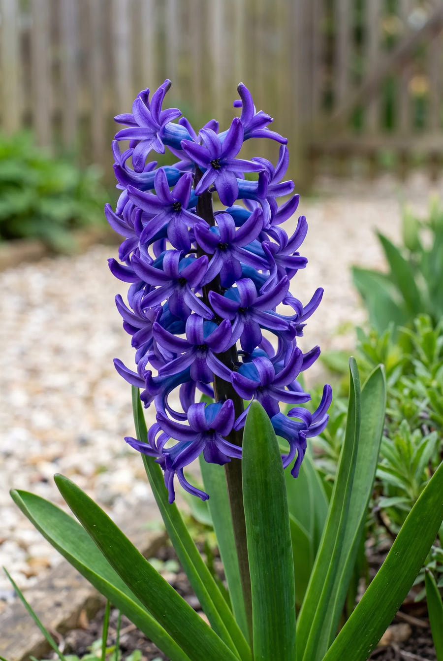 Hyacinthus Spring Field — close-up van de bloem
