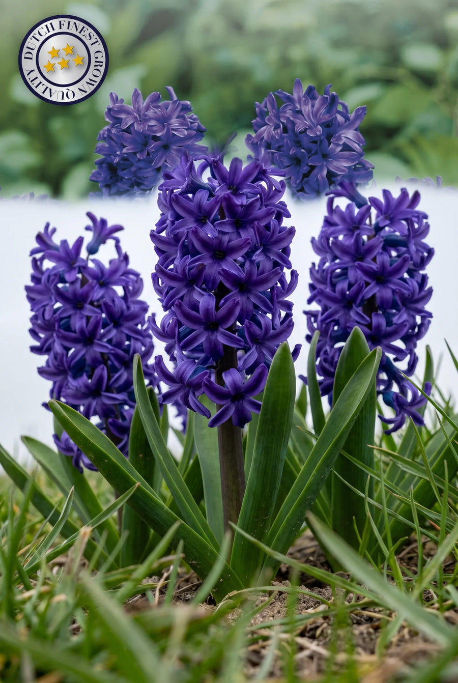 Hyacinthus Spring Field — in de tuin