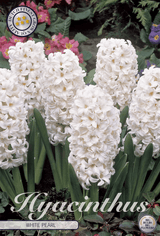 Hyacinthus White Pearl