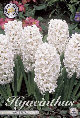Hyazinthe White Pearl