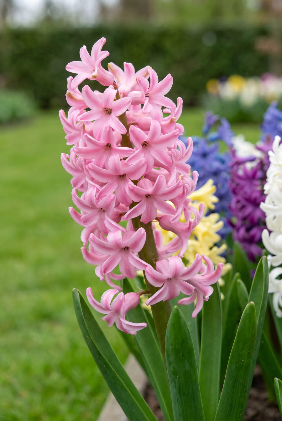 Hyacinthus Orientalis Mixed — close-up van de bloem