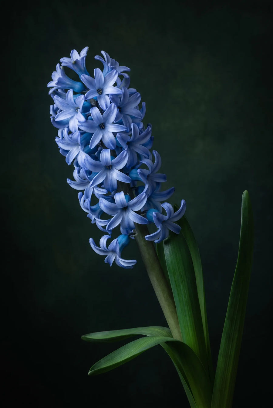 Hyacinthus Orientalis Mixed — sfeerbeeld