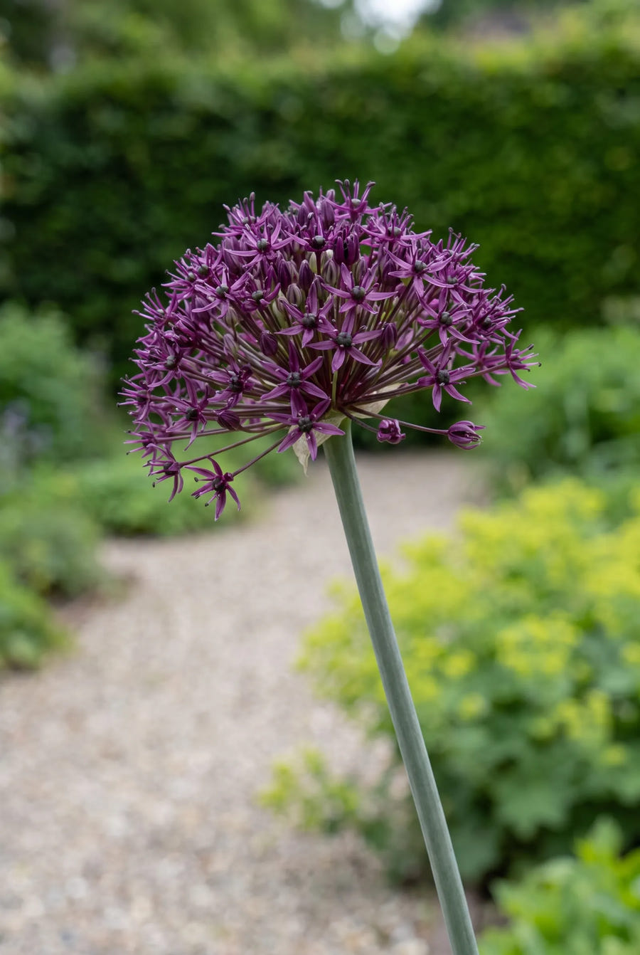 Allium Atropurpureum — close-up van de bloem