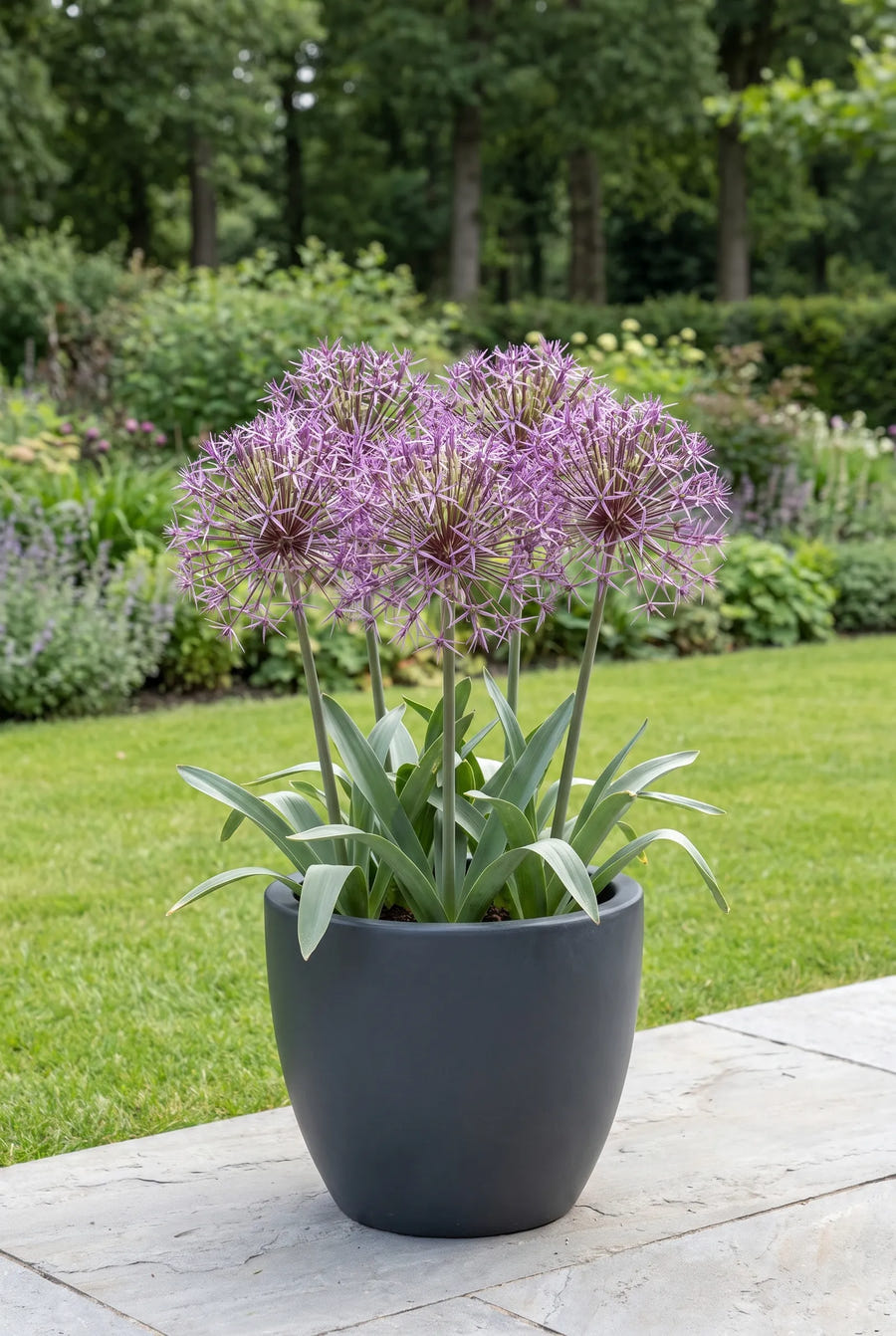 Allium Christophii — in pot op terras