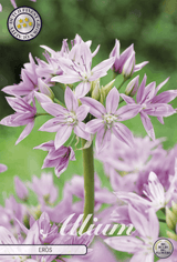 Allium Eros