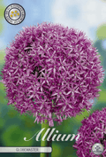 Allium Globemaster