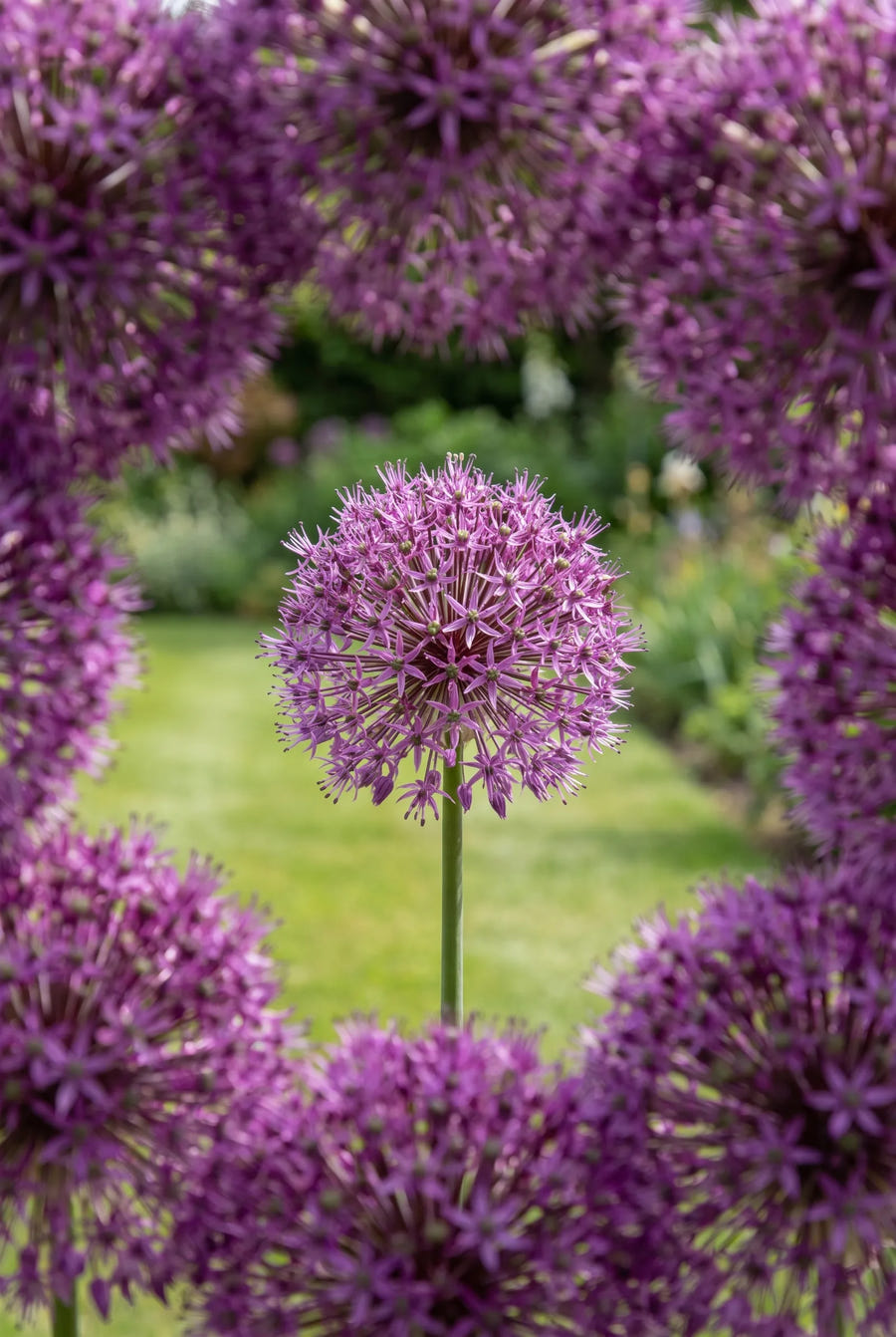 Allium Globemaster — in de tuin