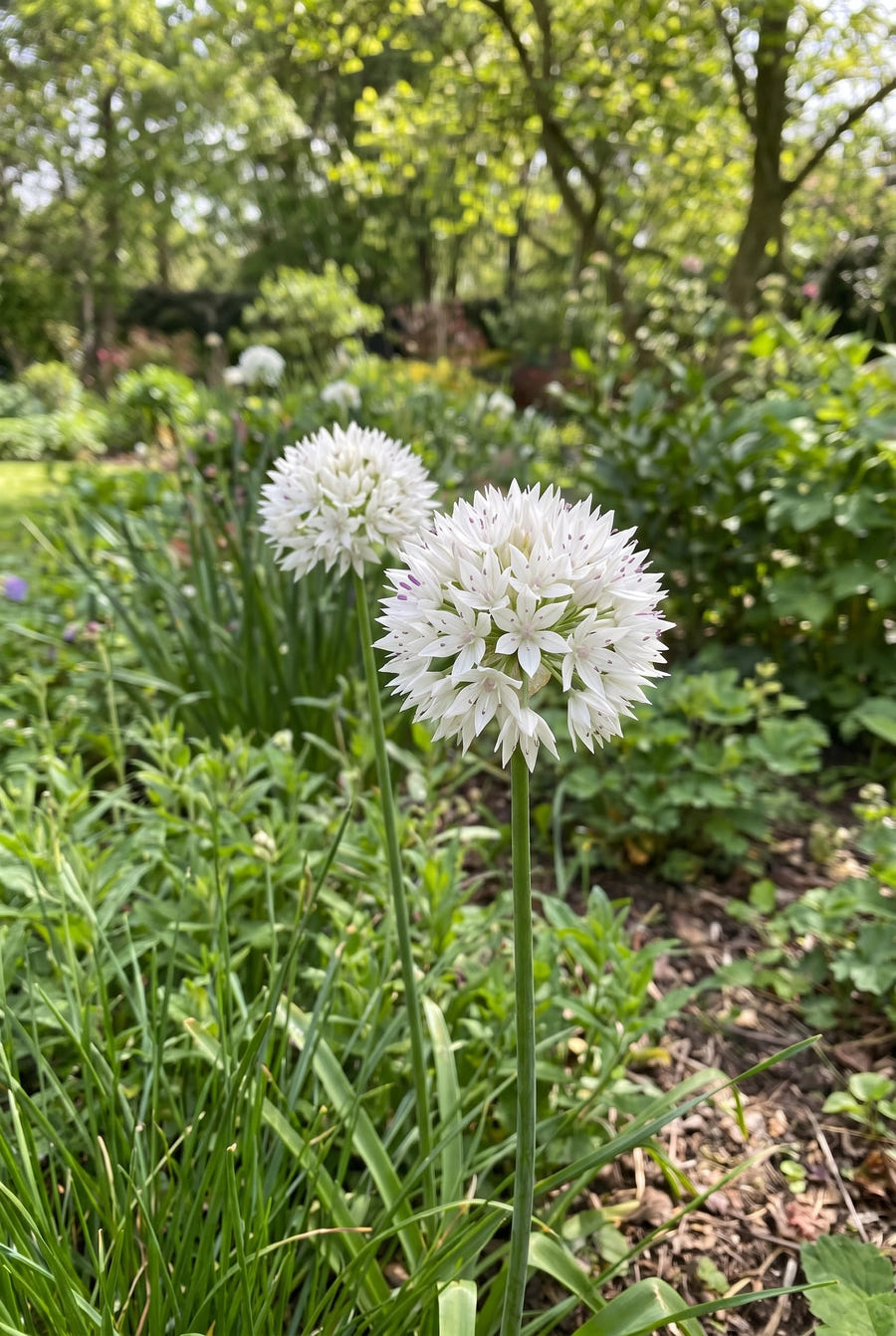 Allium Graceful Beauty — close-up van de bloem