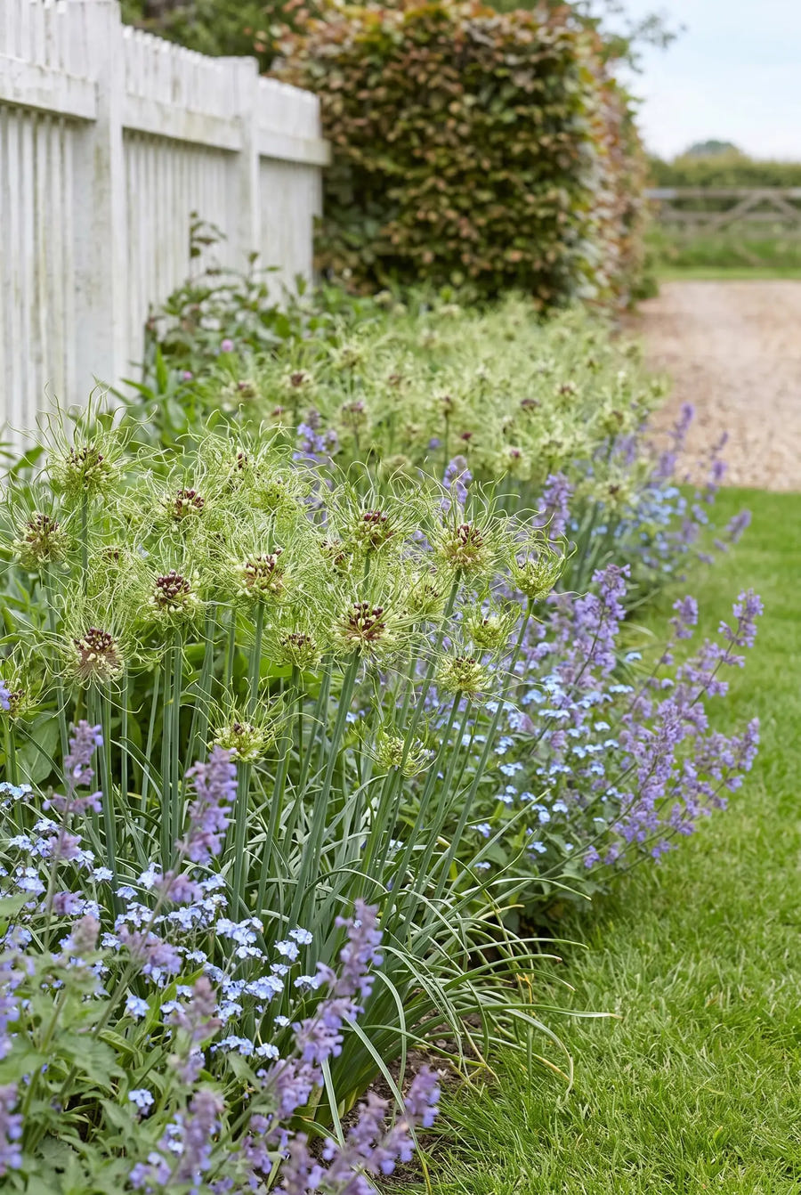 Allium Hair — groep in de tuinborder