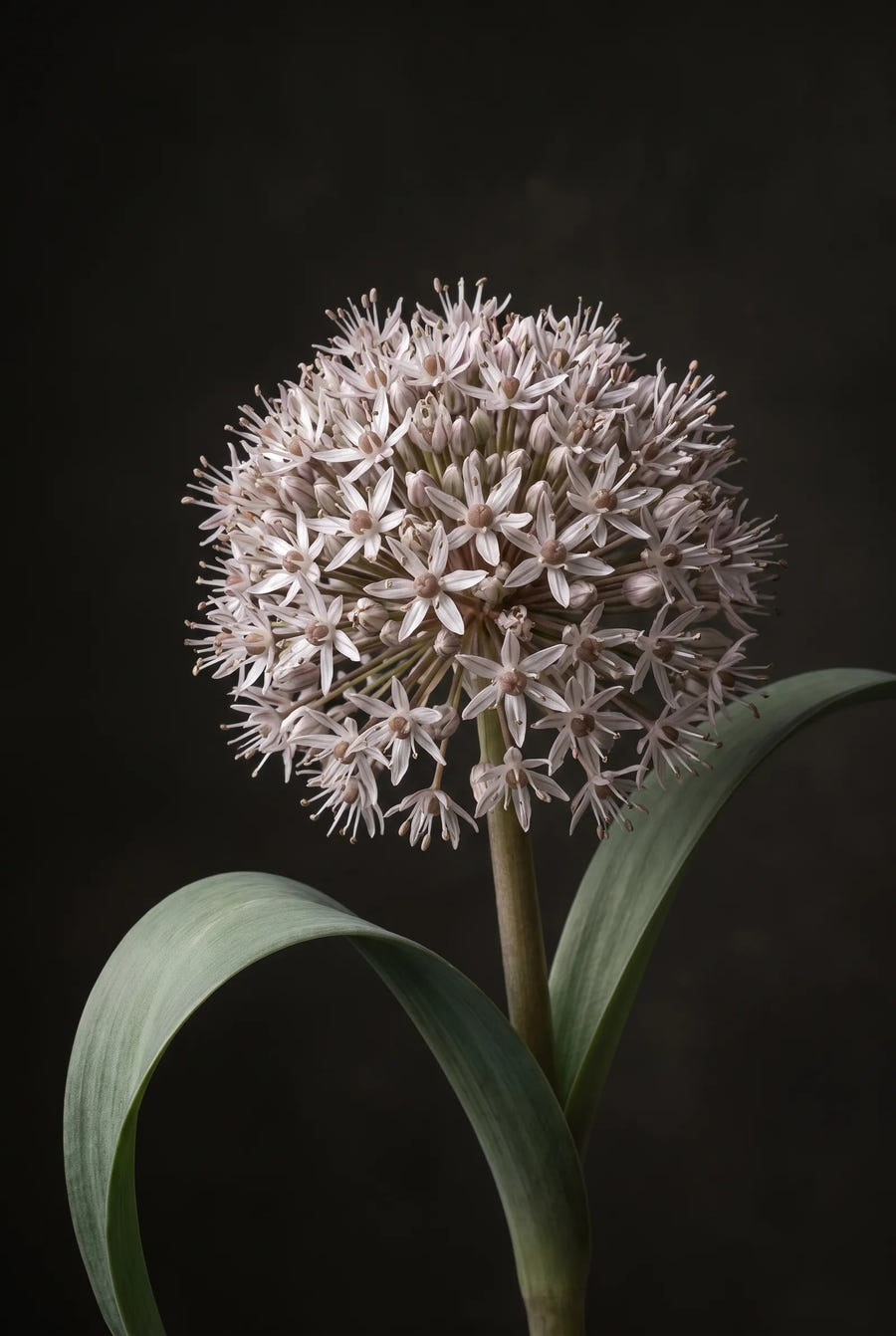 Allium Karataviense — sfeerbeeld