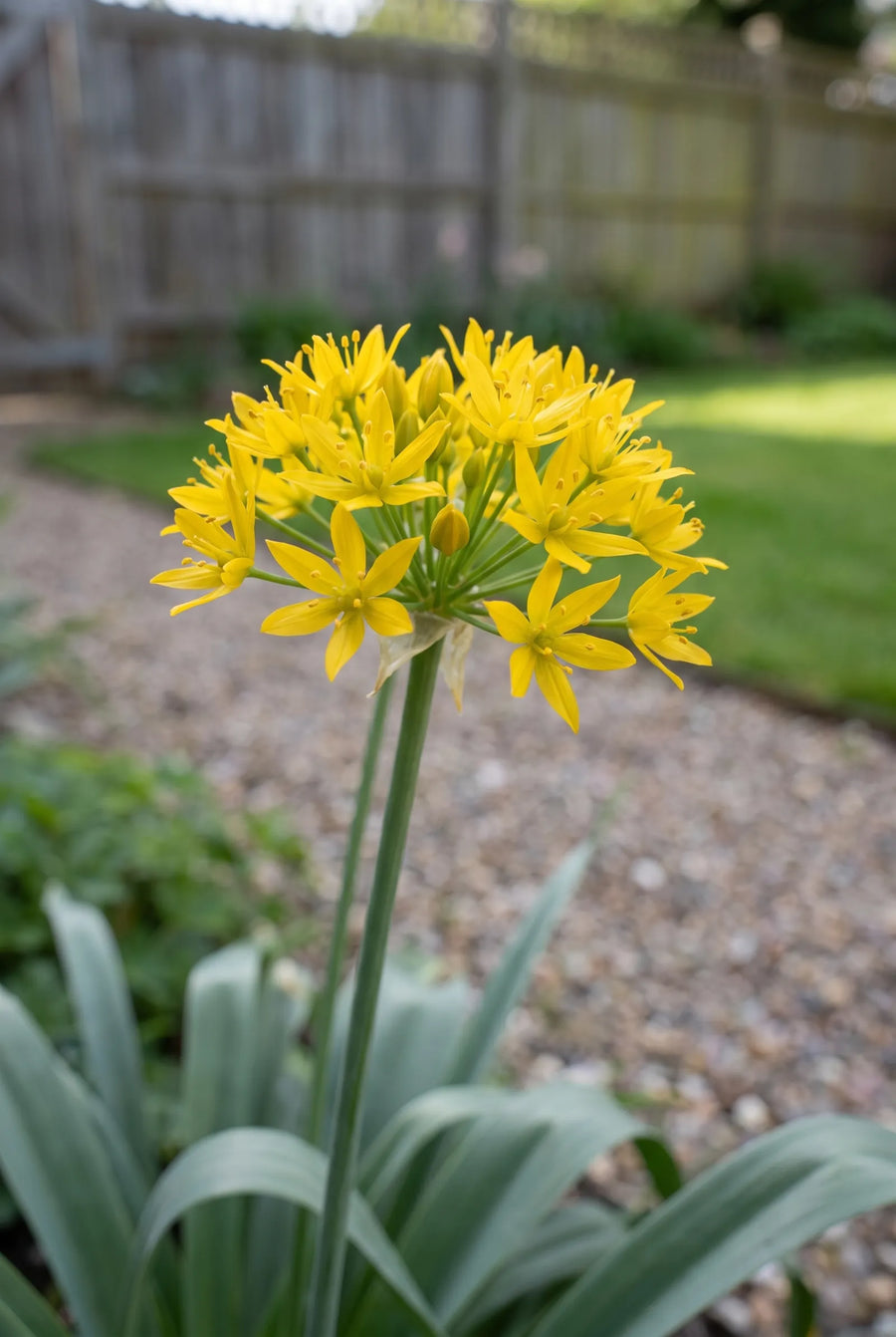 Allium Moly — close-up van de bloem