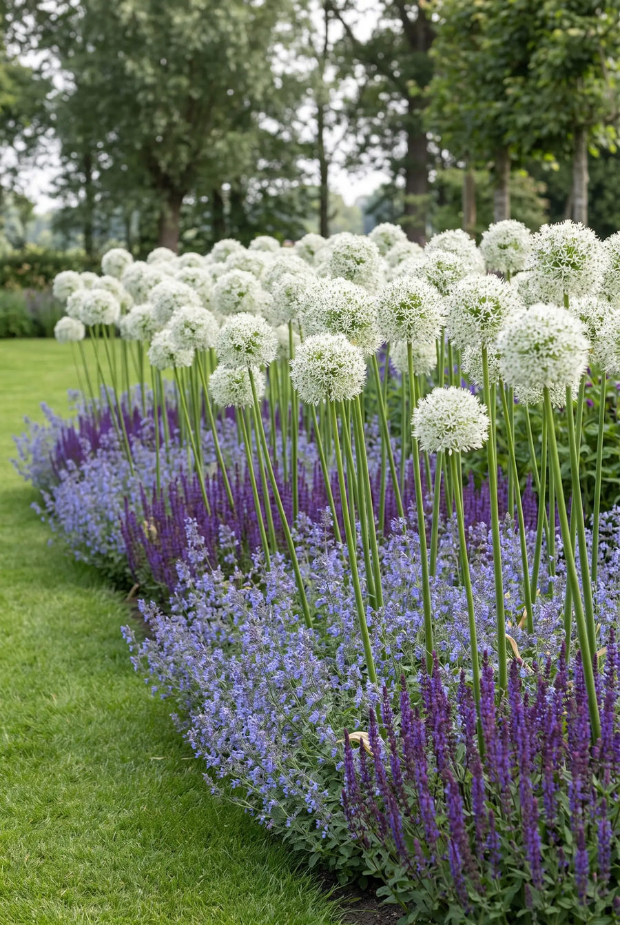 Allium Mount Everest — groep in de tuinborder
