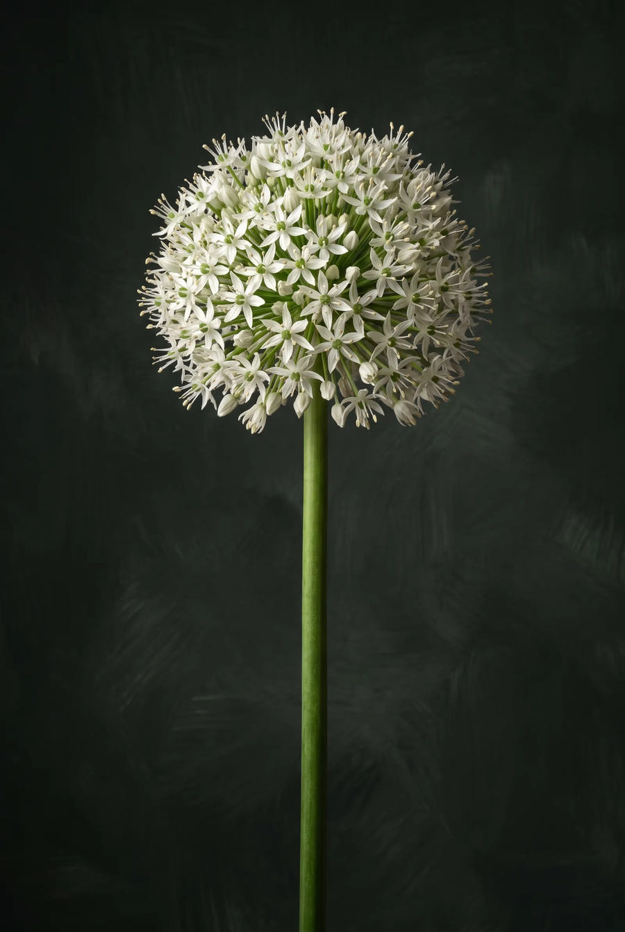 Allium Mount Everest — sfeerbeeld