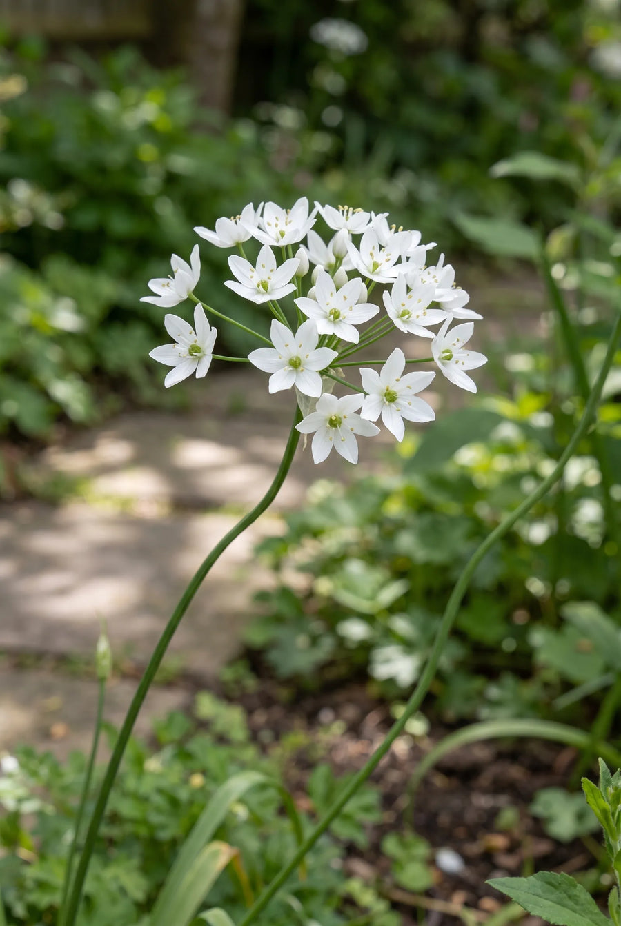 Allium Neapolitanum — close-up van de bloem