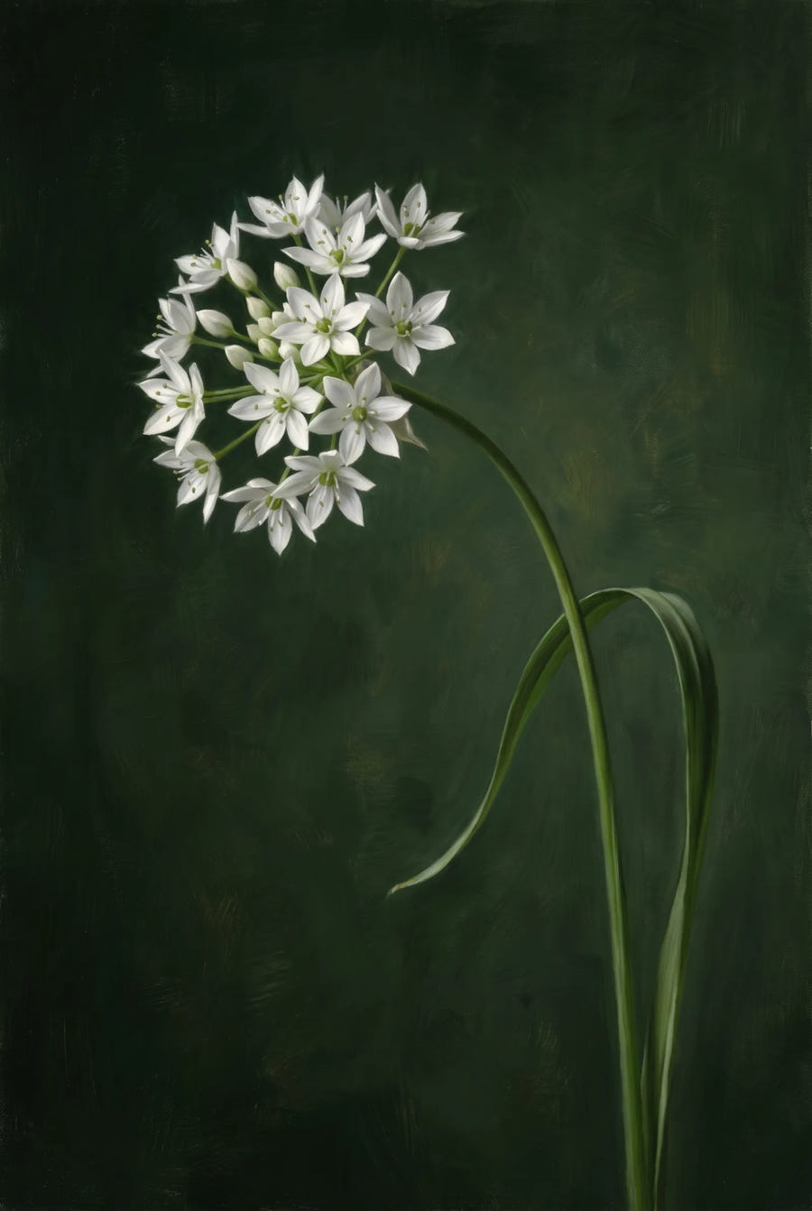 Allium Neapolitanum — sfeerbeeld
