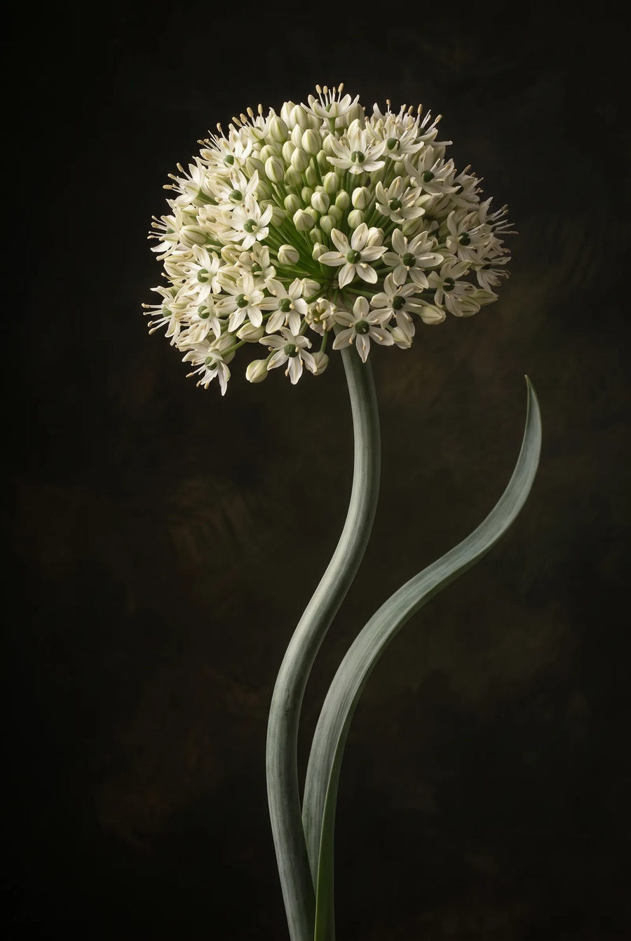 Allium Nigrum — sfeerbeeld